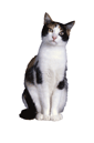 Når andre skal passe ens kat